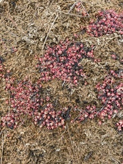 Suaeda arctica
