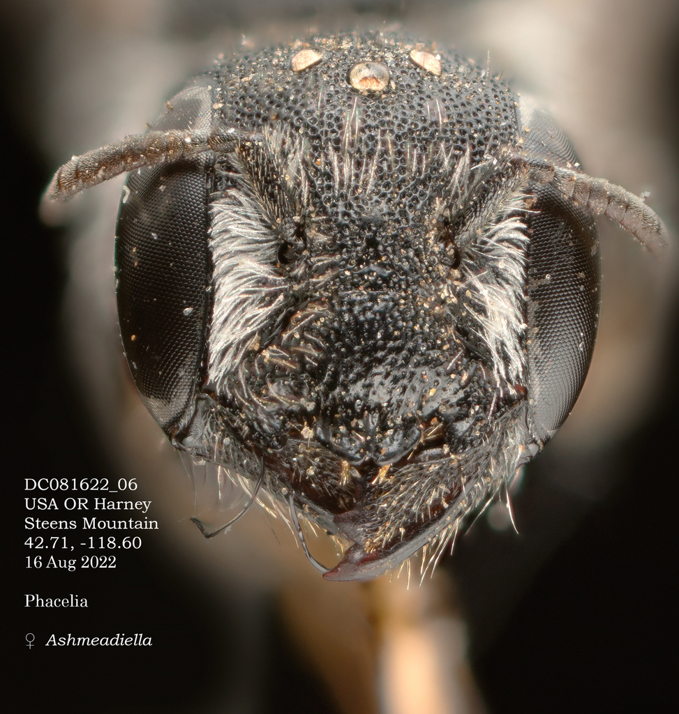 Ashmeadiella timberlakei