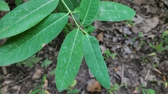 Apocynum × floribundum