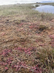 Suaeda arctica