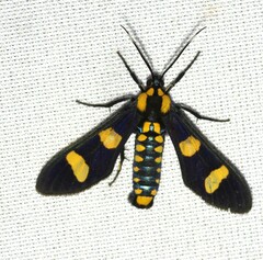 Phoenicoprocta hampsonii