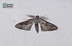 Hypochrosis pyrrhophaeata