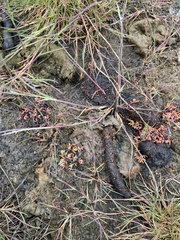Suaeda arctica