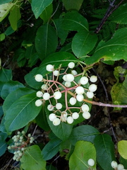Viburnum cassinoides image