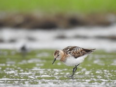 Calidris minuta