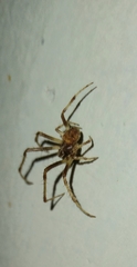 Araneinae