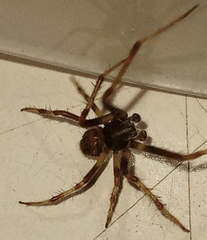 Araneinae