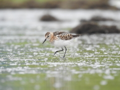 Calidris minuta