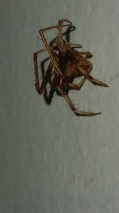 Araneinae
