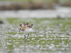 Calidris minuta