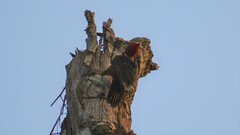 Campephilus rubricollis