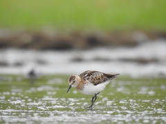 Calidris minuta