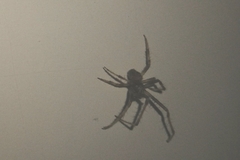 Araneinae