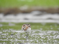 Calidris minuta