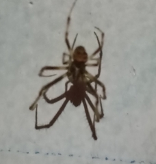 Araneinae
