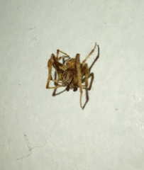 Araneinae