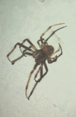 Araneinae