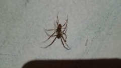 Araneinae