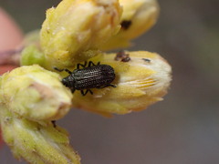 Microrhopala rubrolineata