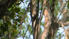 Dryobates passerinus