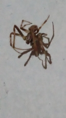 Araneinae