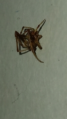 Araneinae