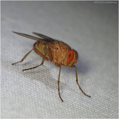 Ormia ochracea