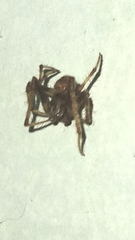 Araneinae