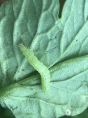 Lepidoptera