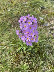 Primula borealis