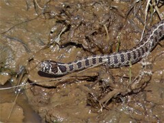 Thamnophis scaliger
