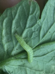 Lepidoptera