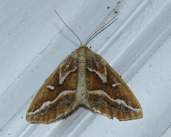 Caripeta angustiorata