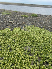 Honckenya peploides major