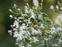 Clematis catesbyana