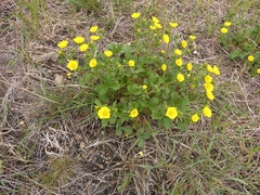 Potentilla fragiformis