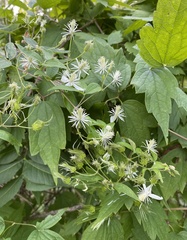 Clematis catesbyana