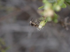 Cisthene liberomacula