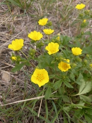 Potentilla fragiformis
