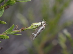 Cisthene liberomacula