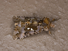 Autographa corusca