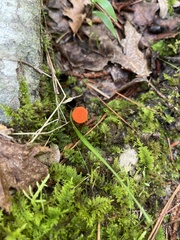 Cantharellus corallinus
