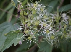 Clematis catesbyana