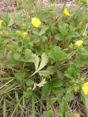 Potentilla fragiformis