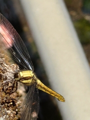 Orthetrum triangulare