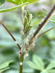 Macrosiphum albifrons