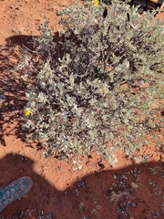 Senna artemisioides helmsii