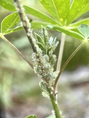 Macrosiphum albifrons