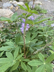 Macrosiphum albifrons