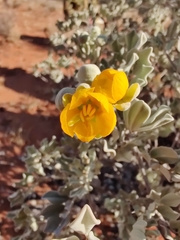 Senna artemisioides helmsii